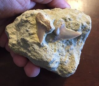 2 Killer Carcharodon Hastalis Associated In Matrix Bakersfield Shark Tooth Hill