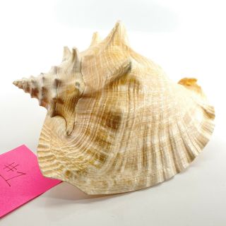 Large King Queen Conch Sea Shell Horned Seashell 9 " Beach Home Decor Nautical