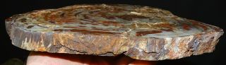 Mw: Petrified Wood RED CONIFER - India - Polished Slab 2 2