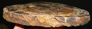 Mw: Petrified Wood RED CONIFER - India - Polished Slab 2 3