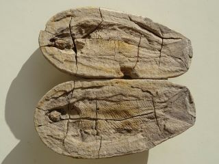 Boreosomus Fish Fossil Three - Dimensional Trias 250 Mio Magagascar (br - 90/746)