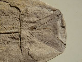 BOREOSOMUS Fish fossil Three - dimensional TRIAS 250 mio Magagascar (BR - 90/746) 2
