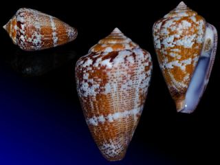 Seashell Conus Ardisiaceus Great Color Artistic Pattern 42.  3 Mm F,  /gem