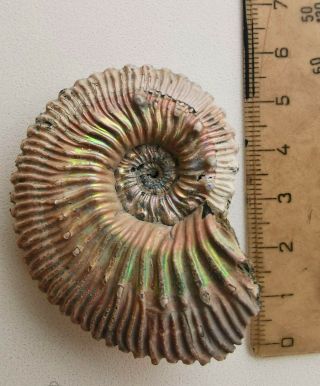 Fossil Jurassic ammonite Kosmoceras duncani from Russia 2