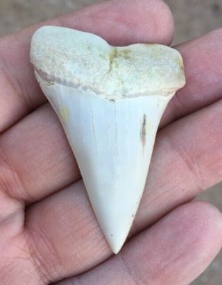 Large Carcharodon Hastalis 2.  24 " Mako Great White Bakersfield Shark Tooth Hill