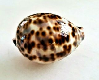 Seashell Cypraea tigris birdeggensis Bird ' s Egg Shell 2
