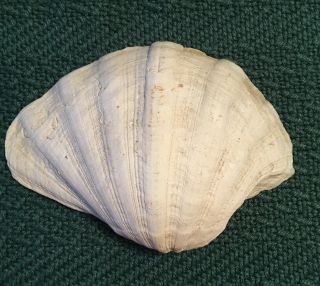 Natural Clam Shell Tridacna Gigas Large Seashell Beach Decor 10” X 6 1/2”