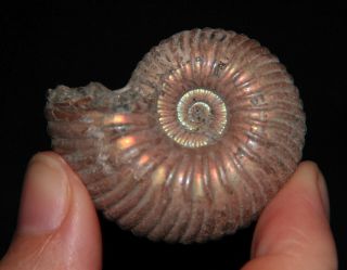 Rare Ammonite Eboraciceras Rybinskianum Fossil Callovian Russia