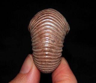 RARE Ammonite Eboraciceras rybinskianum Fossil Callovian Russia 3