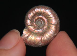 Ammonite Grossouvria Fossil Callovian Russia