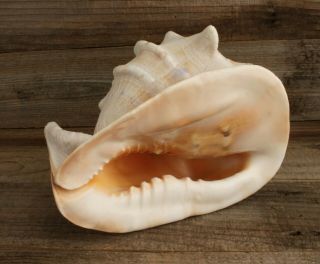 Large Conch Shell Drilled For Blowing