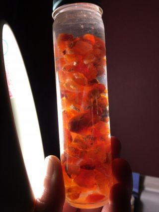 Old Jar Of Mexican Fire Opal Rough 1960s