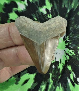 Megalodon Sharks Tooth 1 3/4 " Inch Meherrin No Restorations Fossil Sharks Teeth