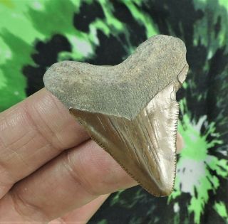 Megalodon Sharks Tooth 1 3/4 
