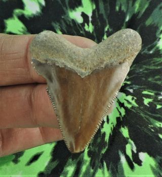 Megalodon Sharks Tooth 1 3/4 