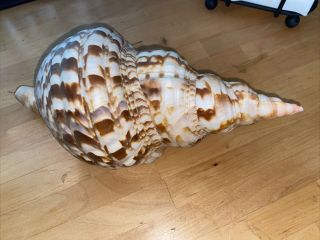 Natural Large Conch Seashell Shell Tritons Trumpet 12 " Long 7 " Wide