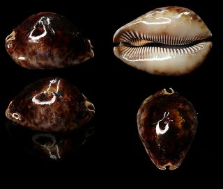 Seashell Cypraea Stercoraria 81.  47 Almadies Senegal Deltodidal