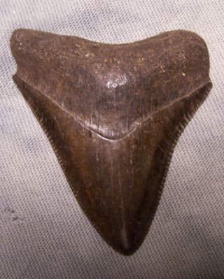 2 1/8 " Megalodon Shark Tooth Teeth Fossil Real No Restoration Sharks Jaw