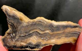 Rare Hells Canyon " Herringbone " Petrified Wood Faced Rough Oregon