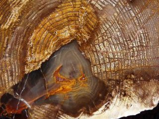 Rimrock: 1.  05 Lbs Polished Mcdermitt Petrified Wood Rough Round Slab
