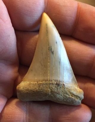 Large Carcharodon Hastalis 2.  15 " Mako Great White Bakersfield Shark Tooth Hill