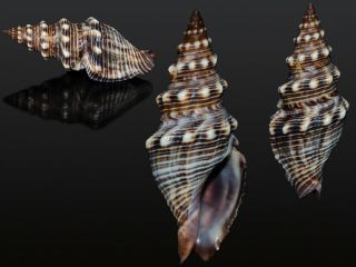 Seashell Ptychobela Griffithii Rare Don 