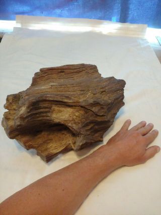 Over 15 Lb Large Petrified Tree Wood Log Knots Specimen Rock Flowerbed Natural