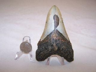 4.  47 Inch / 5.  4 Oz / Megalodon Fossil Shark Tooth Teeth / No Restoration / A54