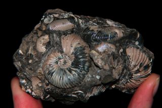 Ammonite Pseudocadoceras Fossil Russia