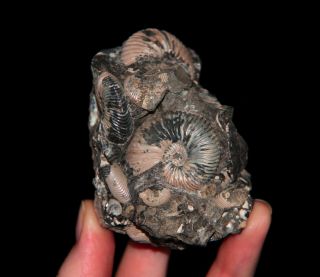 Ammonite Pseudocadoceras Fossil Russia 2