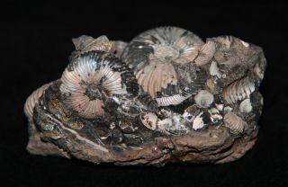 Ammonite Pseudocadoceras Fossil Russia 3