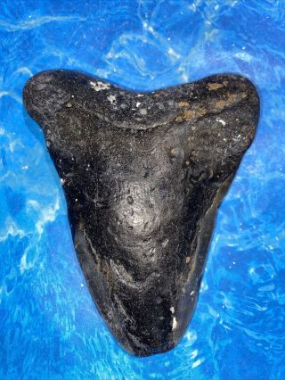 Huge 4.  84” Megalodon Shark Tooth Teeth Big Fossil Meg Scuba Diver Direct 1610