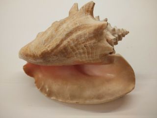 Vintage Large 9 " Queen Pink Conch Shell Ocean Nautical Beach Decor 2.  2lbs