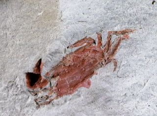 Fossil Crab Pinnixa Galliheri Pea Crab Monterey Fm San Luis Obispo Miocene Age