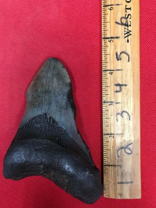 Ancient Megalodon Shark Tooth - 23/3.  6 Million Years Old - Rm5