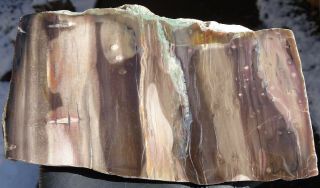 Mw: Petrified Wood WOODWORTHIA - Winslow,  Arizona - Polished Rip - Cut Slab 2