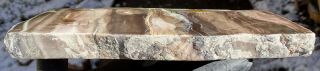 Mw: Petrified Wood WOODWORTHIA - Winslow,  Arizona - Polished Rip - Cut Slab 3