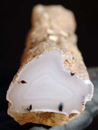 Mw: Petrified Wood Agate Limb Cast - Smokey Butte,  Oregon - Polished Specimen