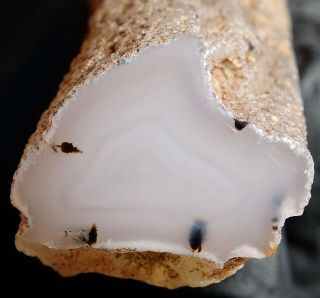 Mw: Petrified Wood AGATE LIMB CAST - Smokey Butte,  Oregon - Polished Specimen 2