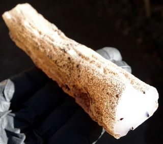 Mw: Petrified Wood AGATE LIMB CAST - Smokey Butte,  Oregon - Polished Specimen 3