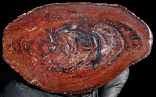Mw: Petrified Wood Red Conifer - India - Polished Round Slab