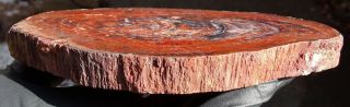 Mw: Petrified Wood RED CONIFER - India - Polished Round Slab 2