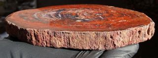 Mw: Petrified Wood RED CONIFER - India - Polished Round Slab 3