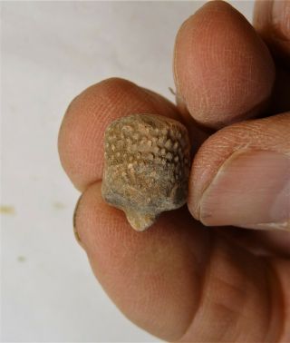 Crinoids - Permian Period - Most Unusual Timorocidaris Sp Of Timor - Uts1