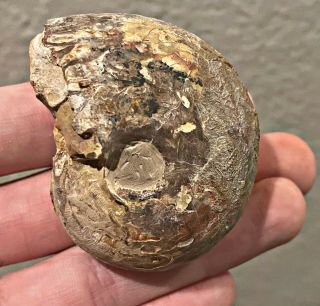 Rare Texas Fossil Ammonite Eoasianites Sp.  Big Pennsylvanian Age Ammonite