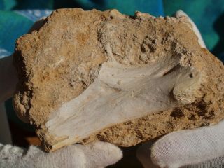 Fossilized Therapod Dinosaur Arm Bone Section &other Fossils In Matrix