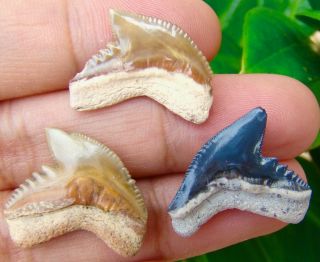 Three Bone Valley - Tiger Shark Teeth - Real Fossil - No Restoration