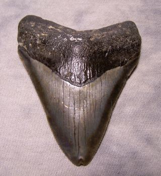 Megalodon Shark Tooth 3 1/4 " Sharks Teeth Extinct Jaw Fossil Real Megladon Xl