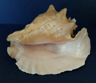 Large 10 " Queen Pink Conch Sea Shell Nautical Fish Tank Decor No Harvest Hole