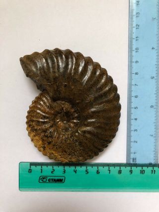 Rare Ammonit In Awesome 252 G Kazakhstan Tetrahoplite